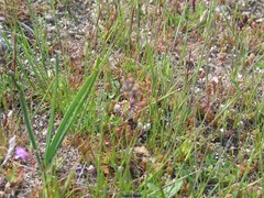 Sedum brevifolium