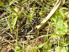 Papilionoidea