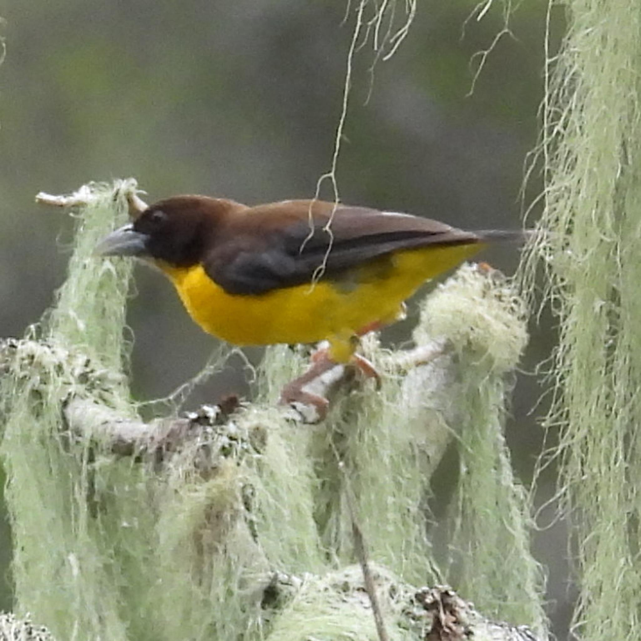 Dark-backed Weaver (Ploceus bicolor), photo 2