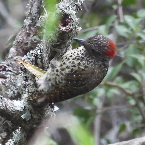 Knysna Woodpecker (Campethera notata)