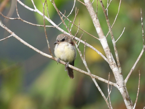 Tiger Shrike (Lanius tigrinus), photo 10