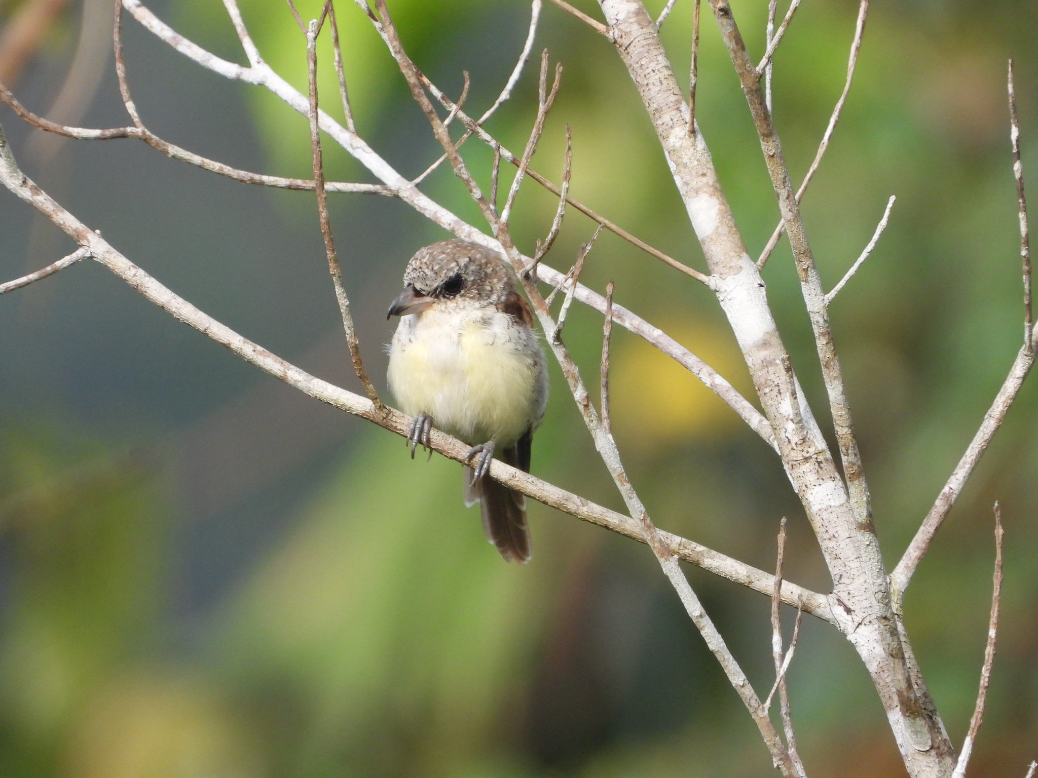 Tiger Shrike (Lanius tigrinus), photo 6