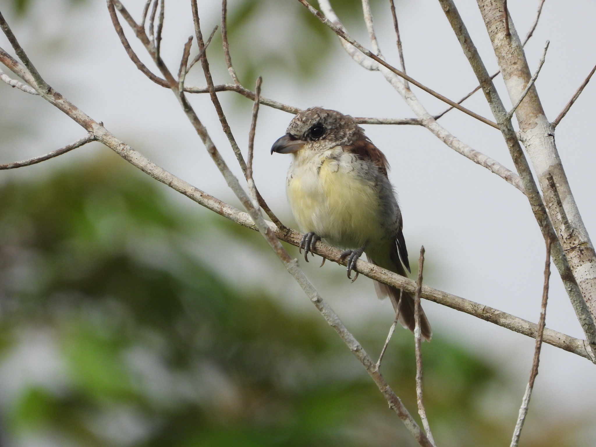 Tiger Shrike (Lanius tigrinus), photo 7