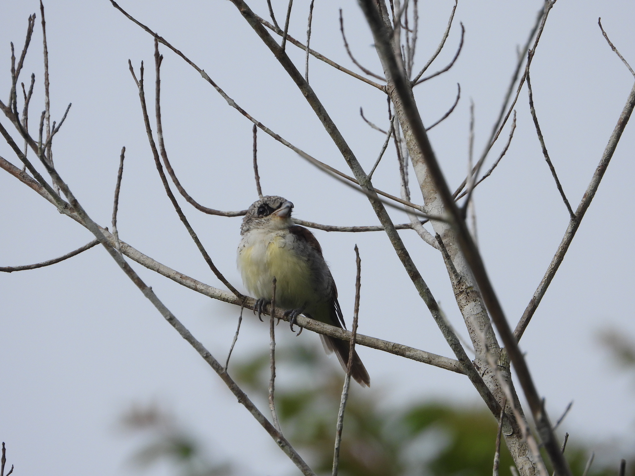 Tiger Shrike (Lanius tigrinus), photo 8