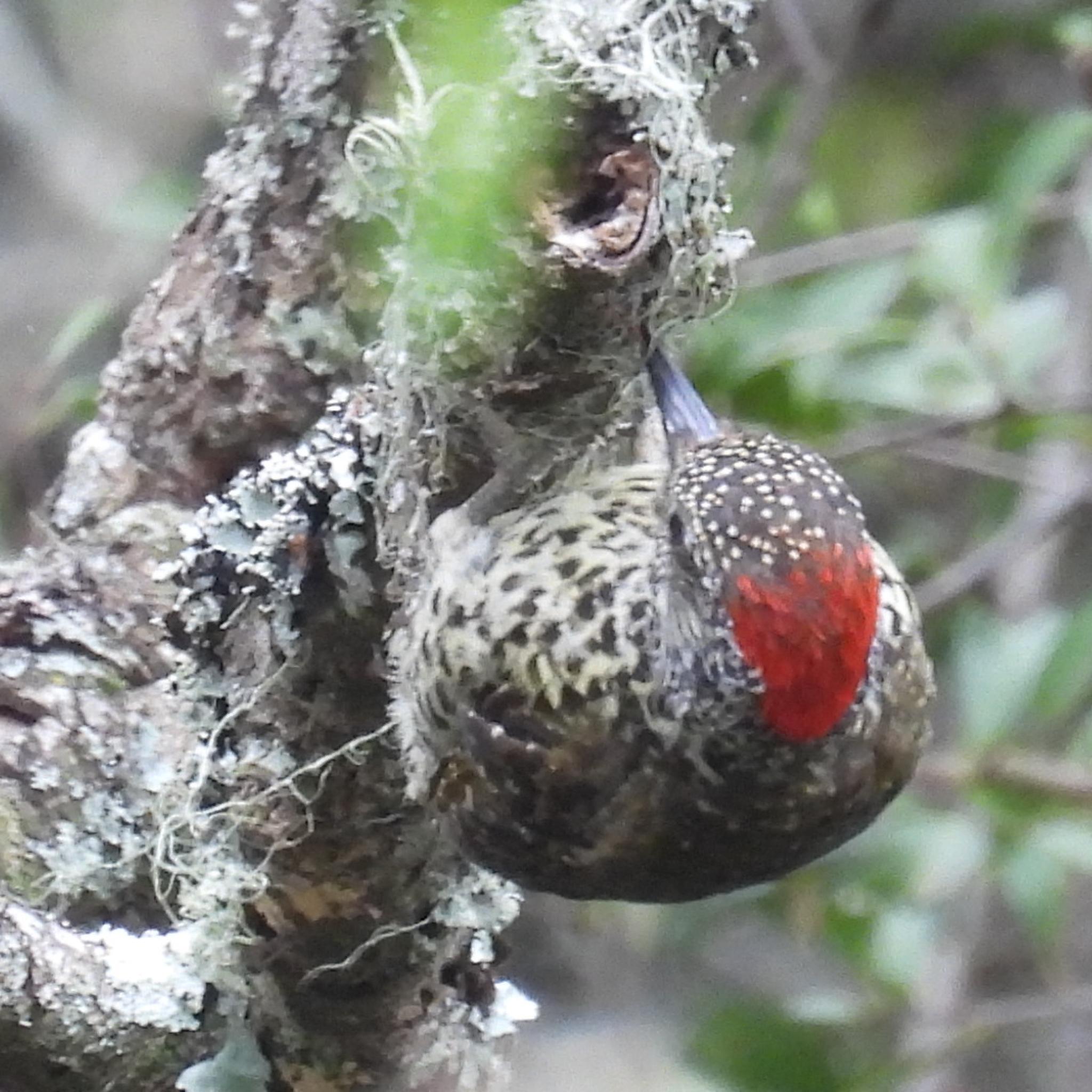 Knysna Woodpecker (Campethera notata), photo 2