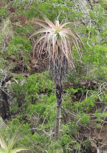 tilt-head aloe (Aloe speciosa)