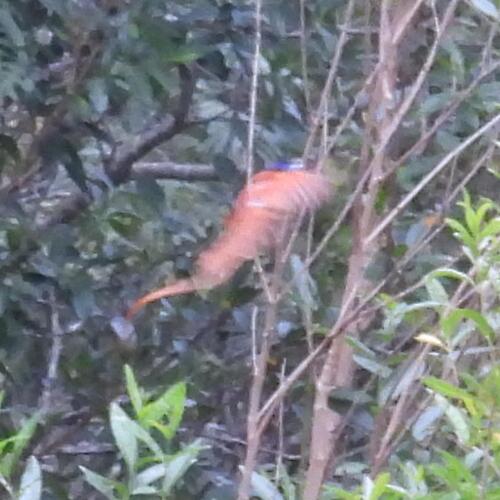 African Paradise Flycatcher (Terpsiphone viridis), photo 3