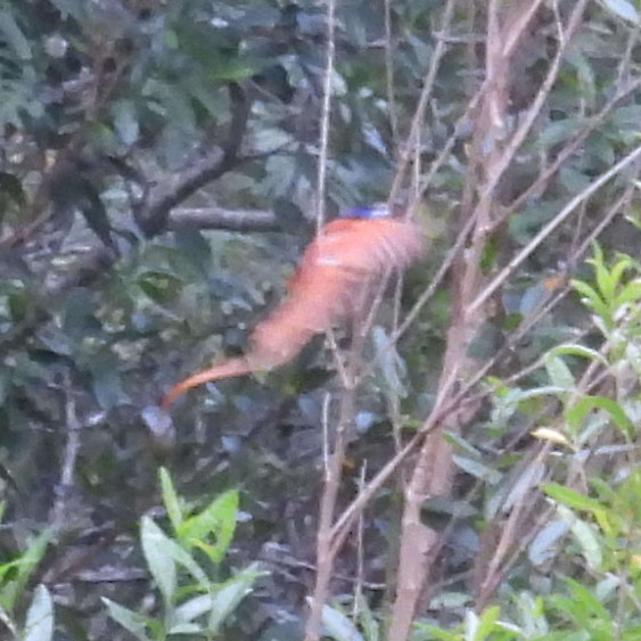 African Paradise Flycatcher (Terpsiphone viridis), photo 3