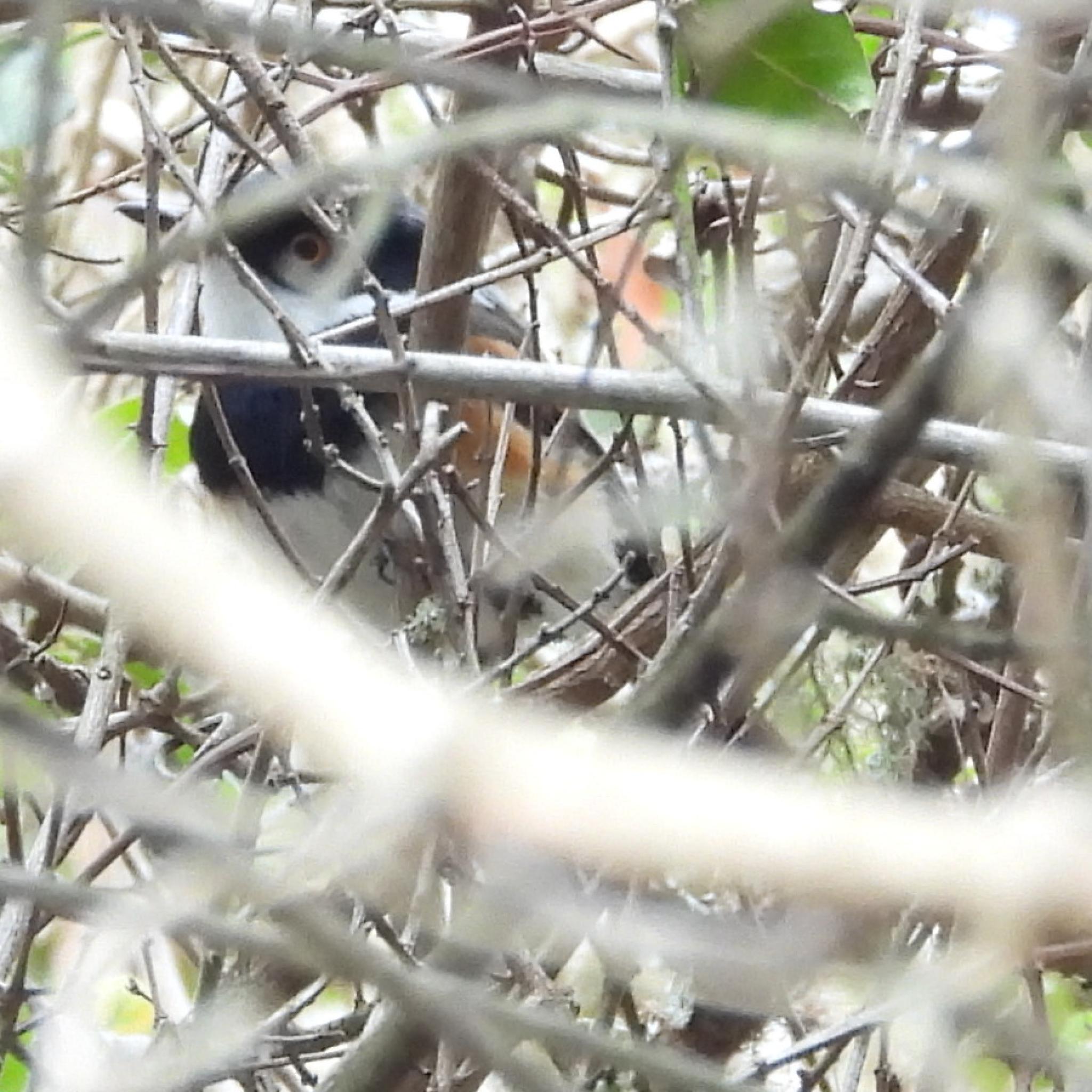 Cape Batis (Batis capensis), photo 6