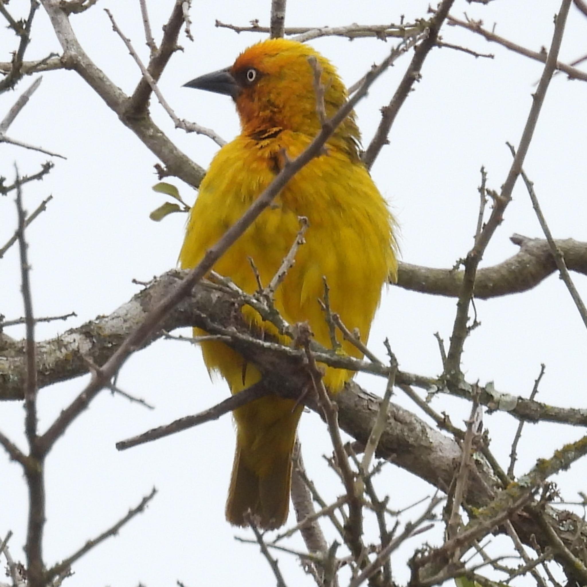 Cape Weaver (Ploceus capensis), photo 5
