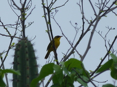 Geothlypis auricularis