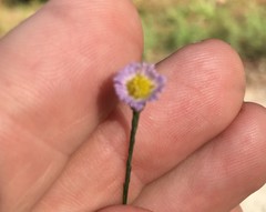 Symphyotrichum subulatum elongatum