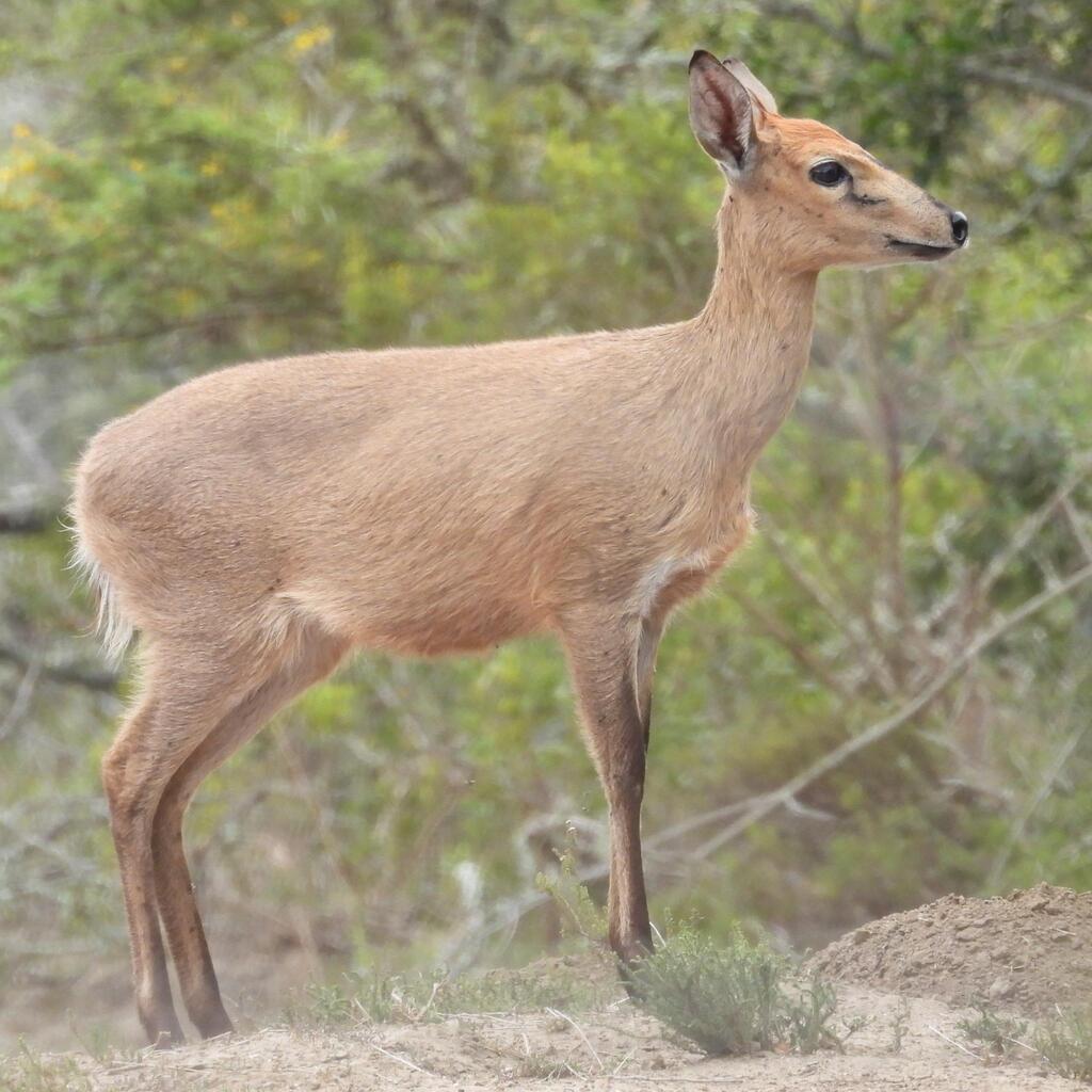 Sylvicapra grimmia grimmia, Cacadu, ZA-EC, ZA, by Henry de Lange