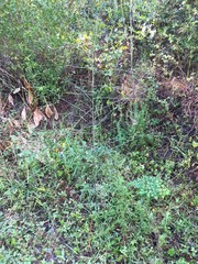 Symphyotrichum subulatum elongatum
