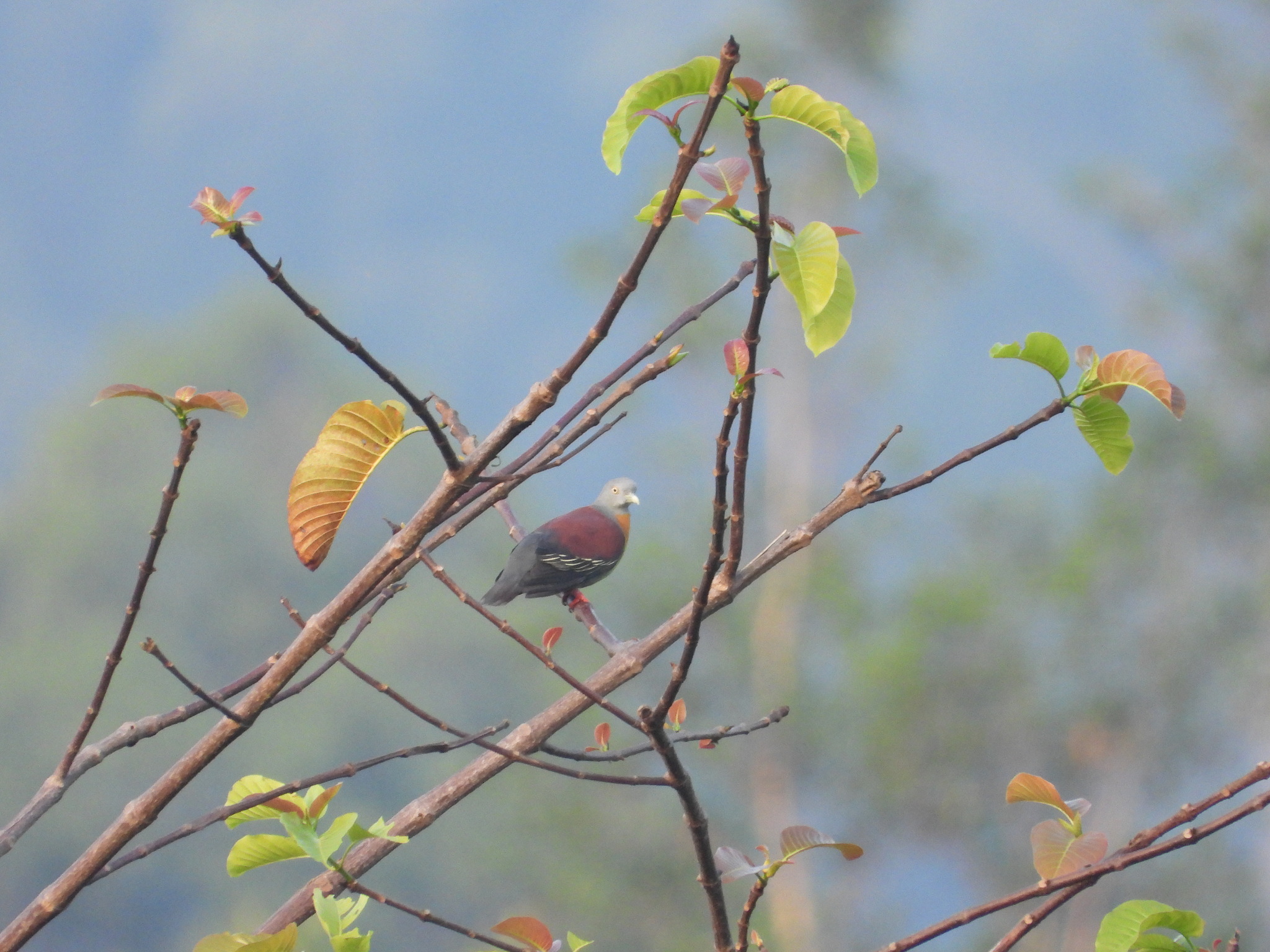 Little Green Pigeon (Treron olax), photo 5