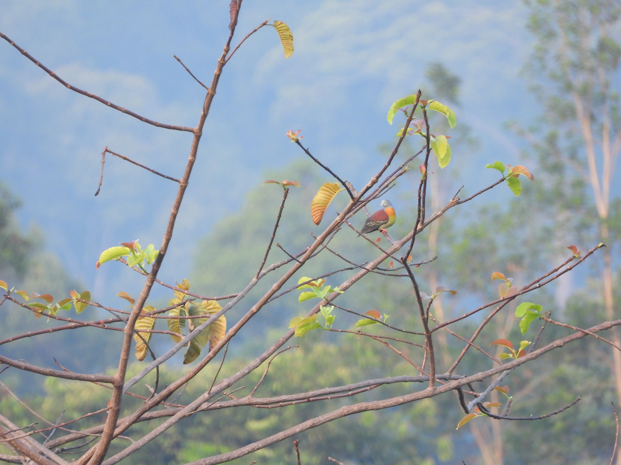 Little Green Pigeon (Treron olax), photo 6