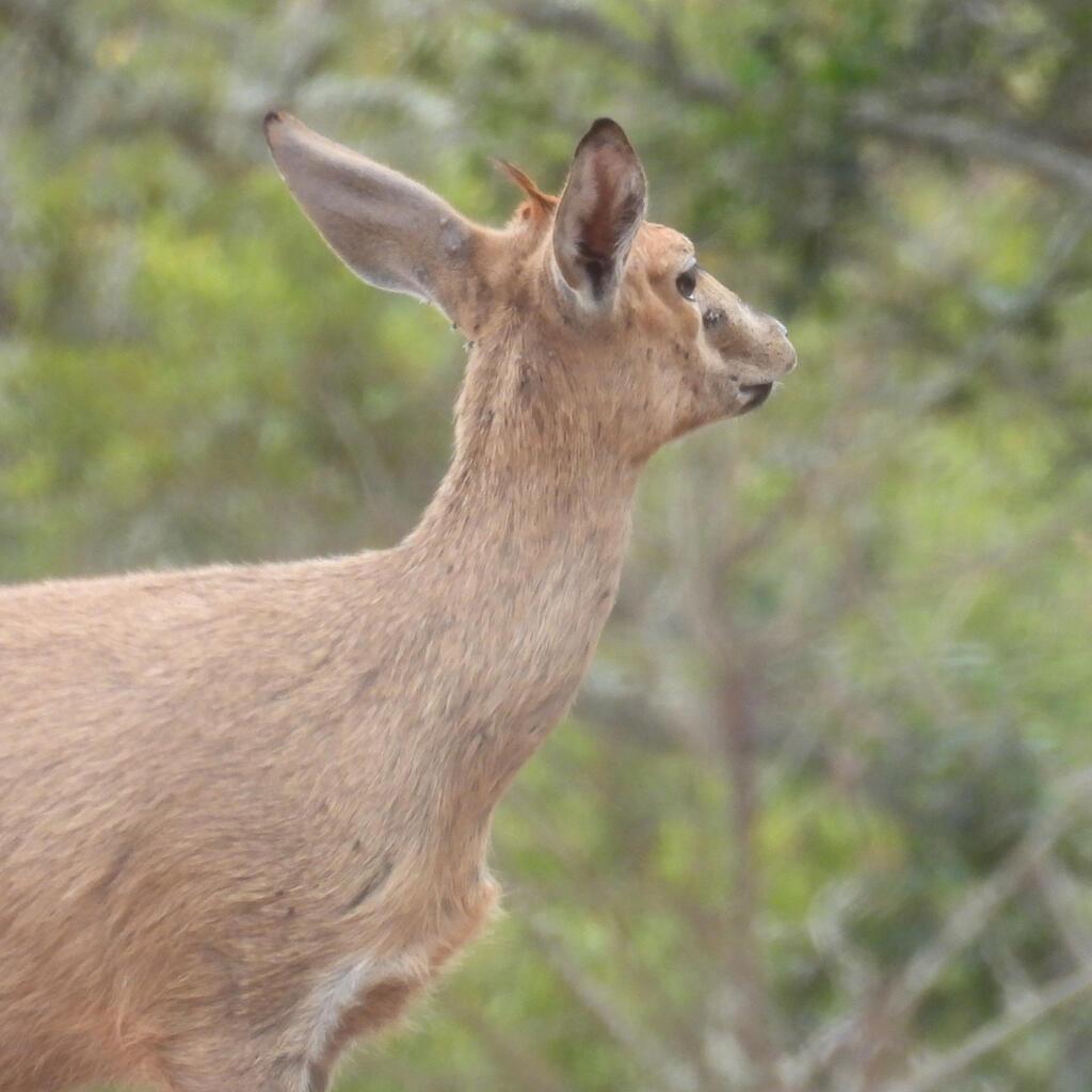 Sylvicapra grimmia grimmia, Cacadu, ZA-EC, ZA, by Henry de Lange