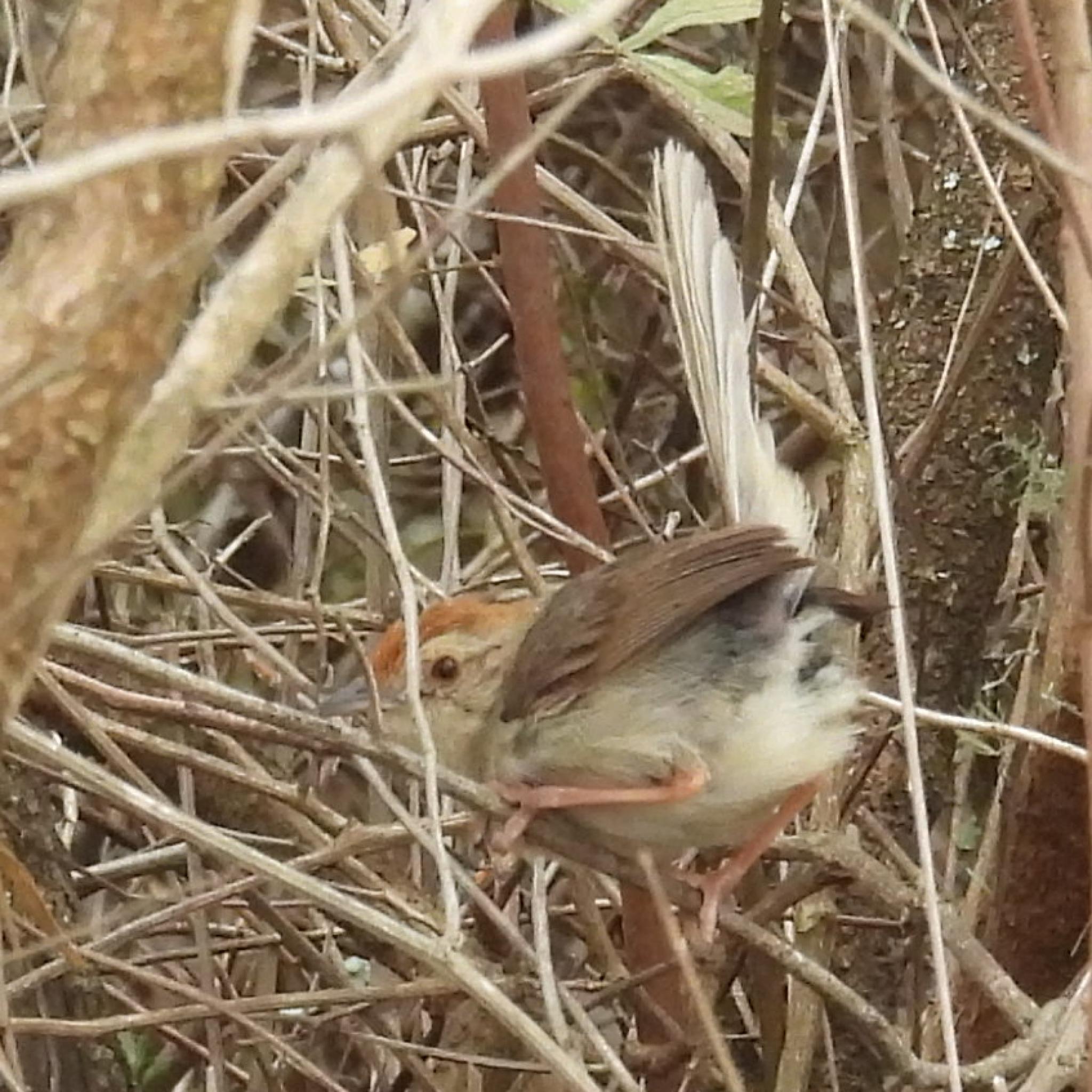 Rock-loving Cisticola (Cisticola aberrans), photo 1