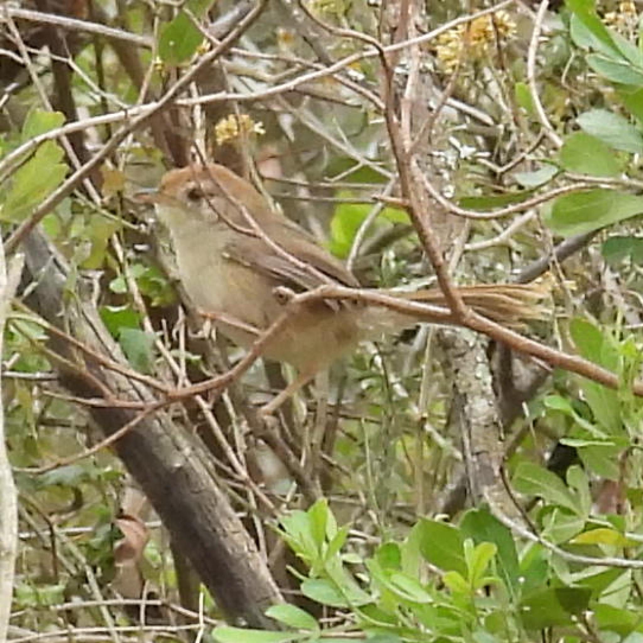 Rock-loving Cisticola (Cisticola aberrans), photo 2