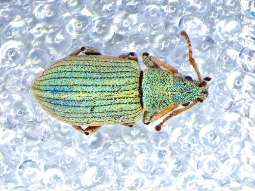 Phyllobius virideaeris, photo 5 of 8