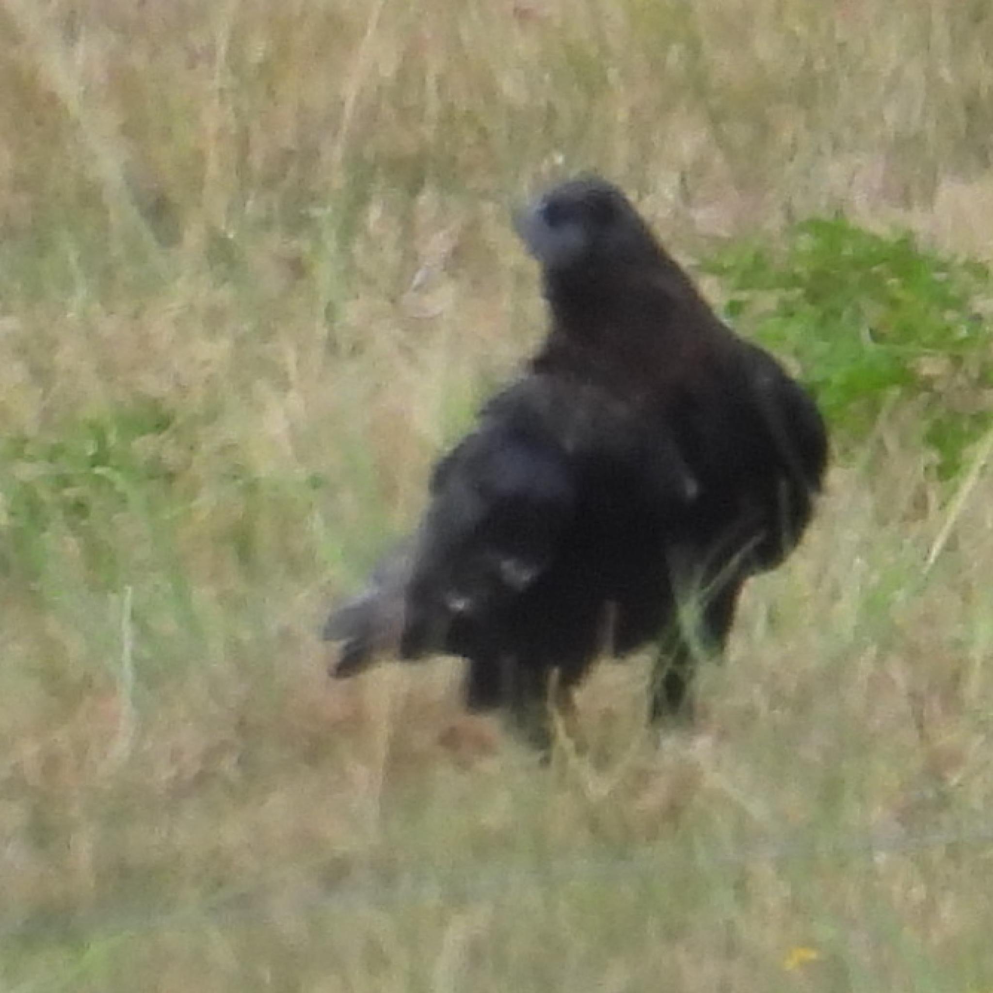 White-necked Raven (Corvus albicollis), photo 6