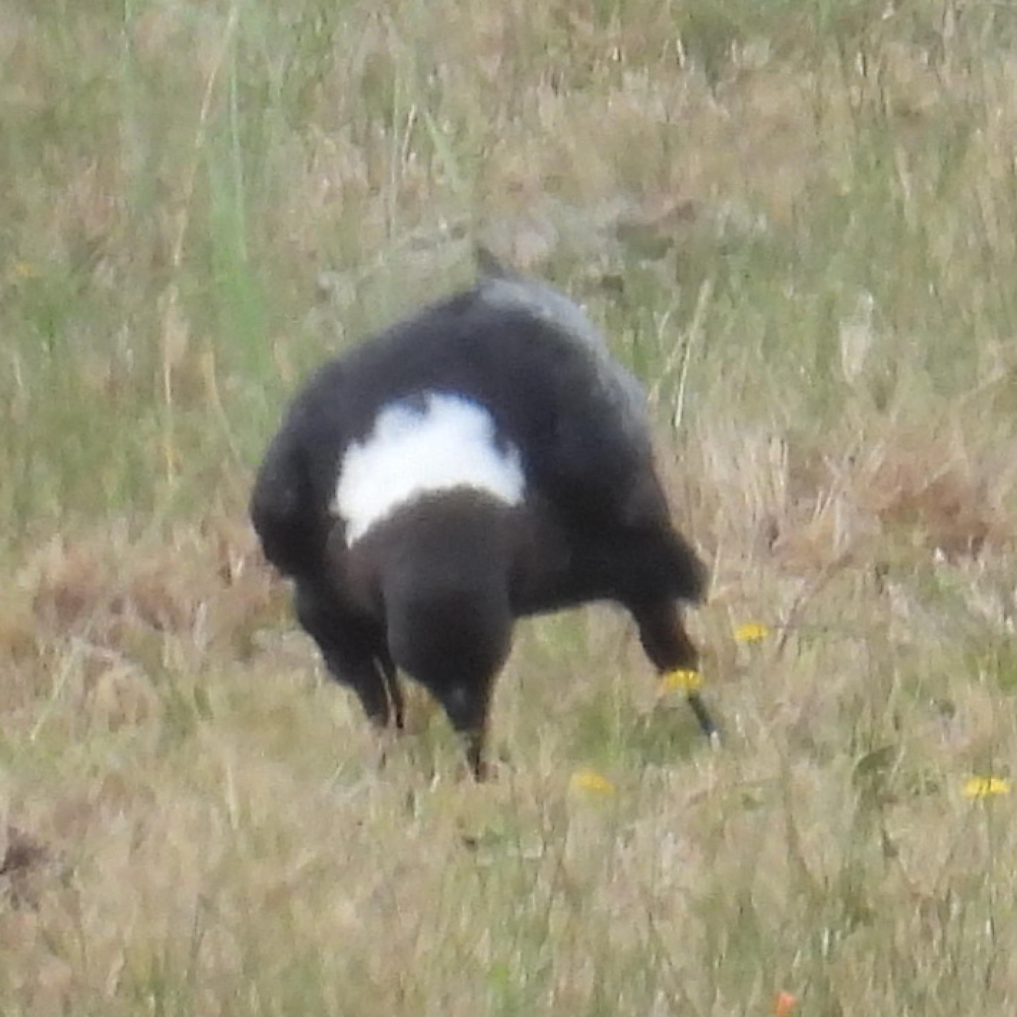 White-necked Raven (Corvus albicollis), photo 7