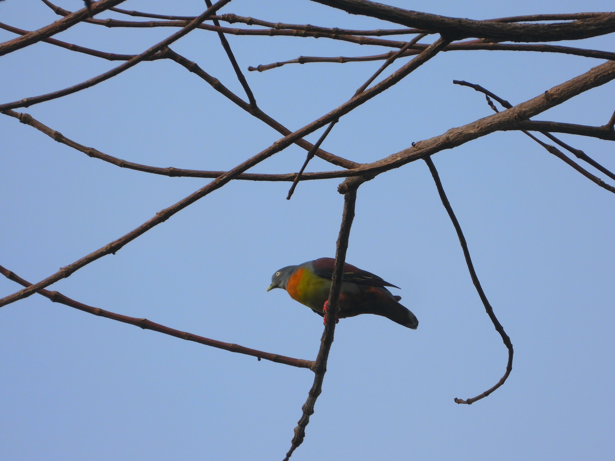 Little Green Pigeon (Treron olax), photo 2