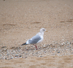 Larus argentatus vegae