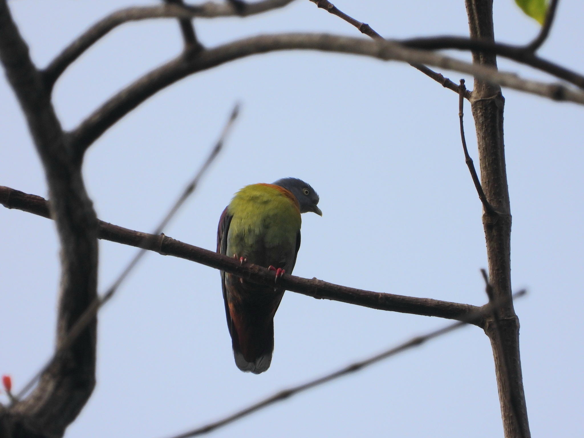 Little Green Pigeon (Treron olax), photo 7