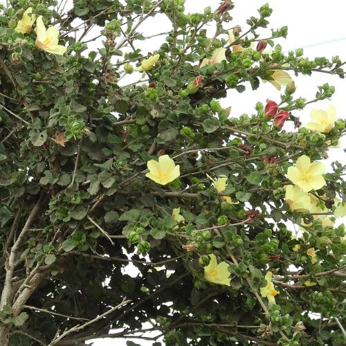 Yellow Swampmallow (Pavonia praemorsa)