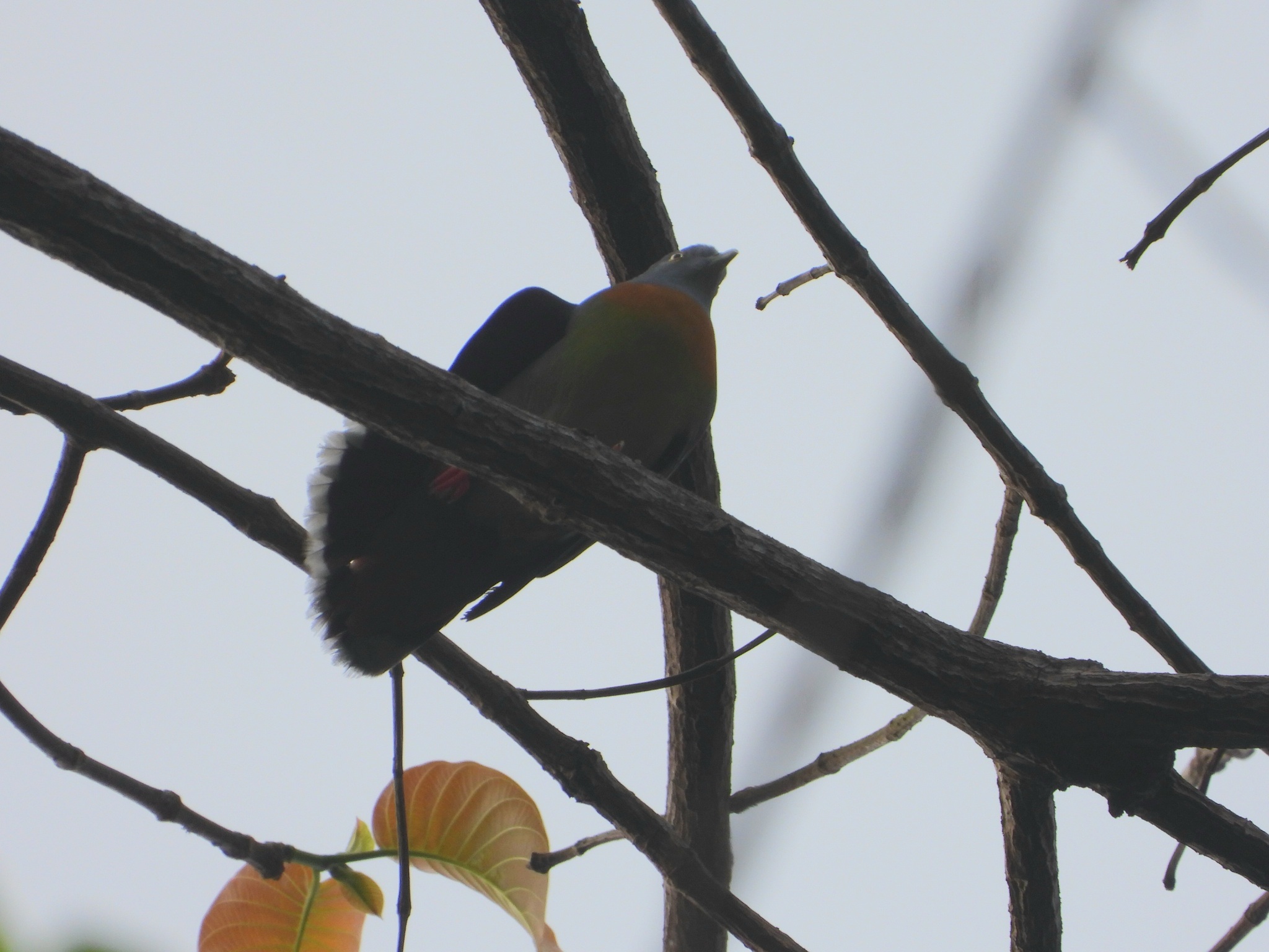 Little Green Pigeon (Treron olax), photo 1