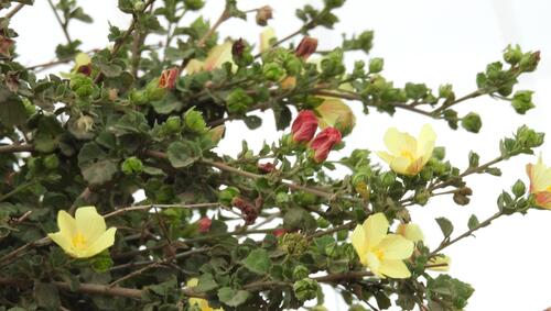 Pavonia praemorsa, photograph 2