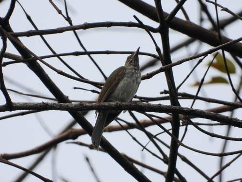 Sumatran Bulbul (Ixos sumatranus)