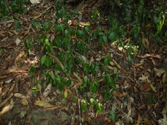 Elatostema