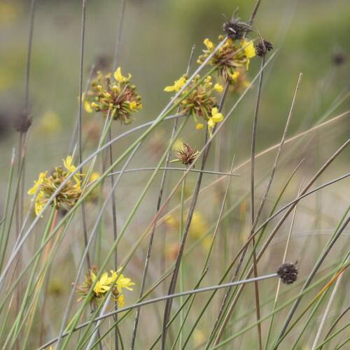 Eastern Rushiris (Bobartia orientalis)
