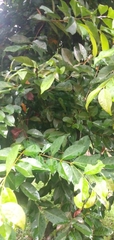 Syzygium polyanthum