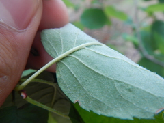 Amelanchier humilis