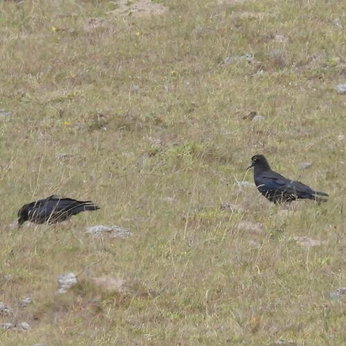 Cape Crow (Corvus capensis), photo 2