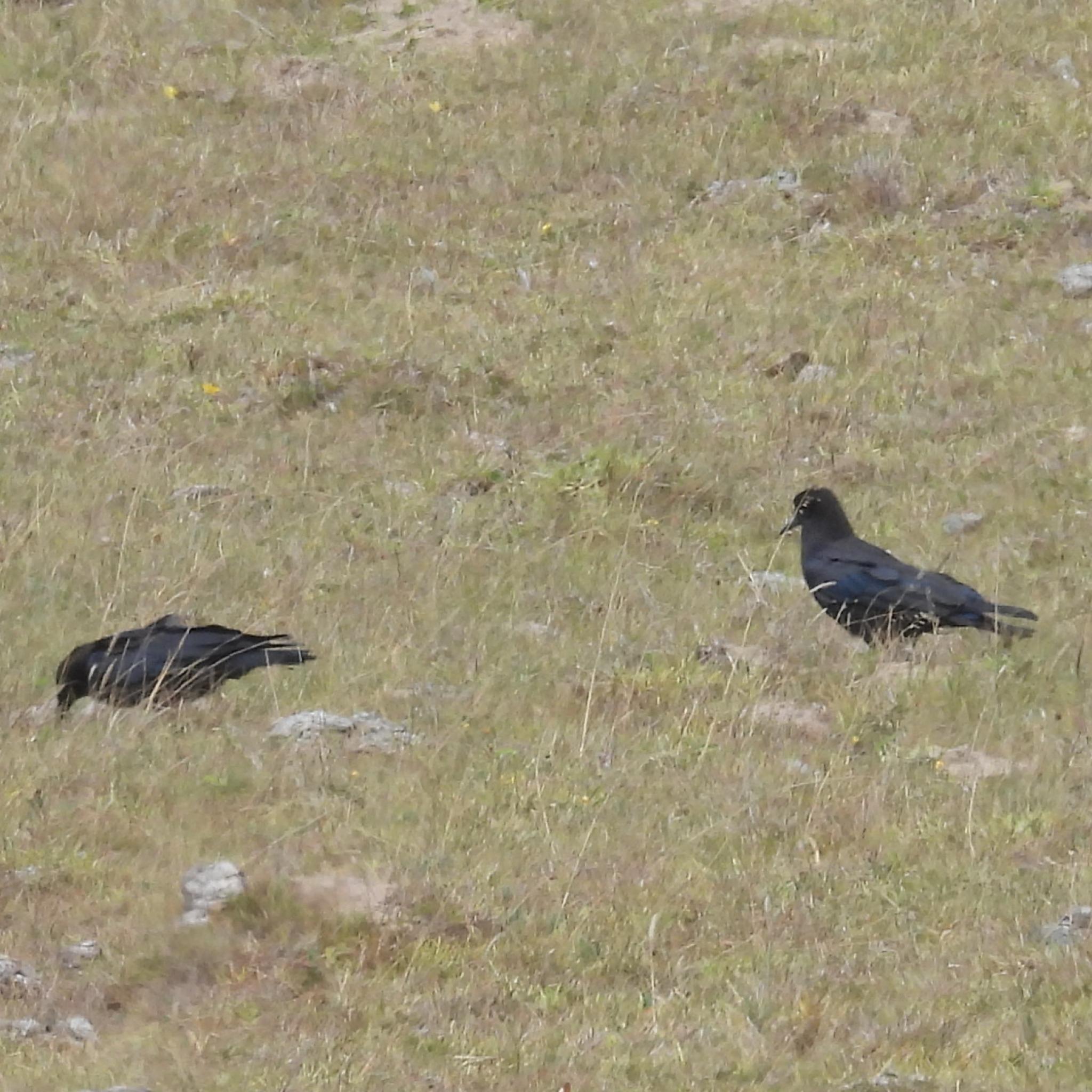 Cape Crow (Corvus capensis), photo 2