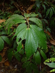 Elatostema