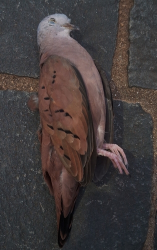 Ruddy Ground Dove