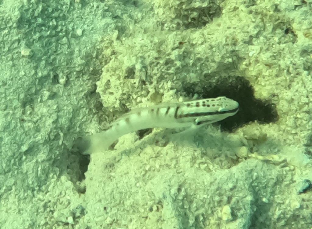 Freckled Goby (Amblygobius stethophthalmus)