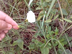 Distimake maragniensis