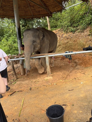 Asian Elephant