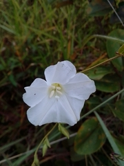 Distimake maragniensis