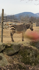 Equus zebra
