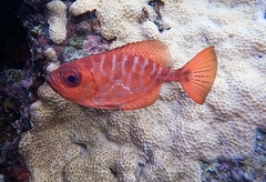 Heteropriacanthus cruentatus