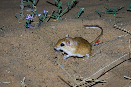 Lesser Egyptian Gerbil