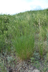Agropyron desertorum
