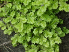 Selaginella ciliaris